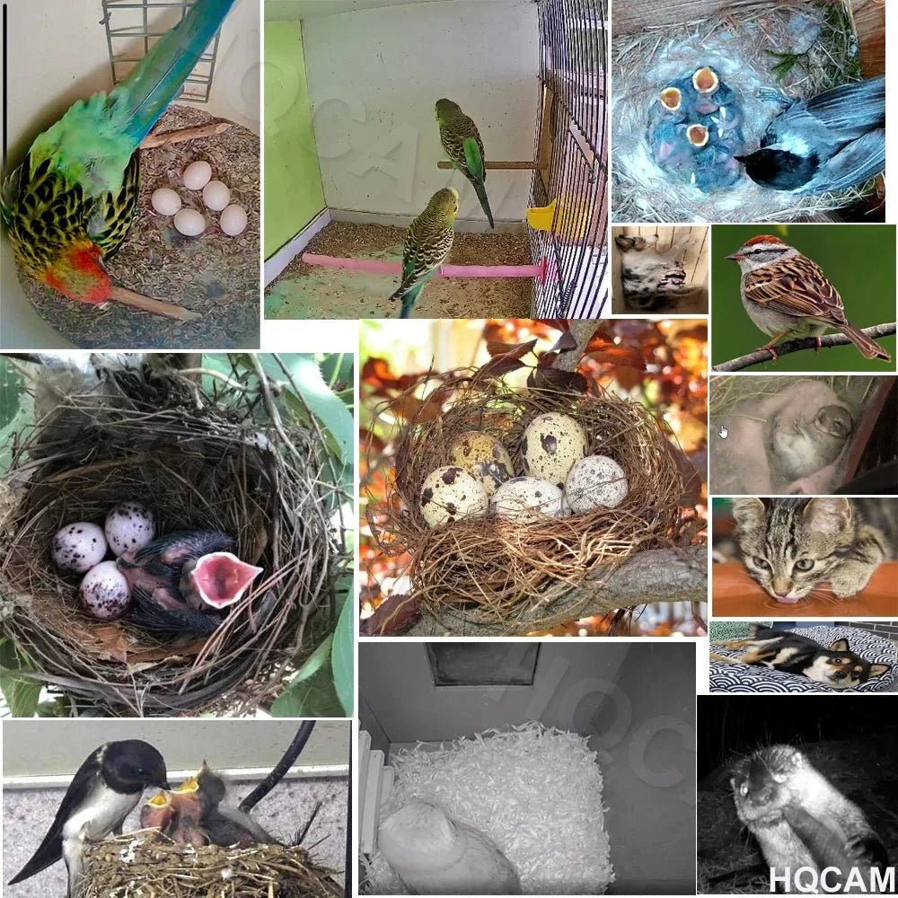 Smarter Bird Box Camera for Birdwatchers - Enovarah