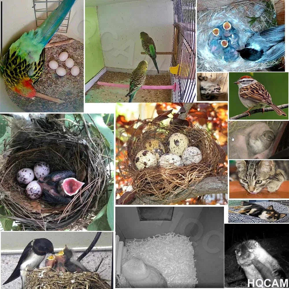Green WiFi Bird Box Camera 5MP HD Nest Monitor With Night Vision - stepyours.com