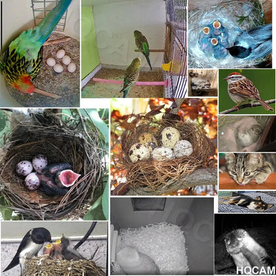 Green WiFi Bird Box Camera 5MP HD Nest Monitor With Night Vision - stepyours.com