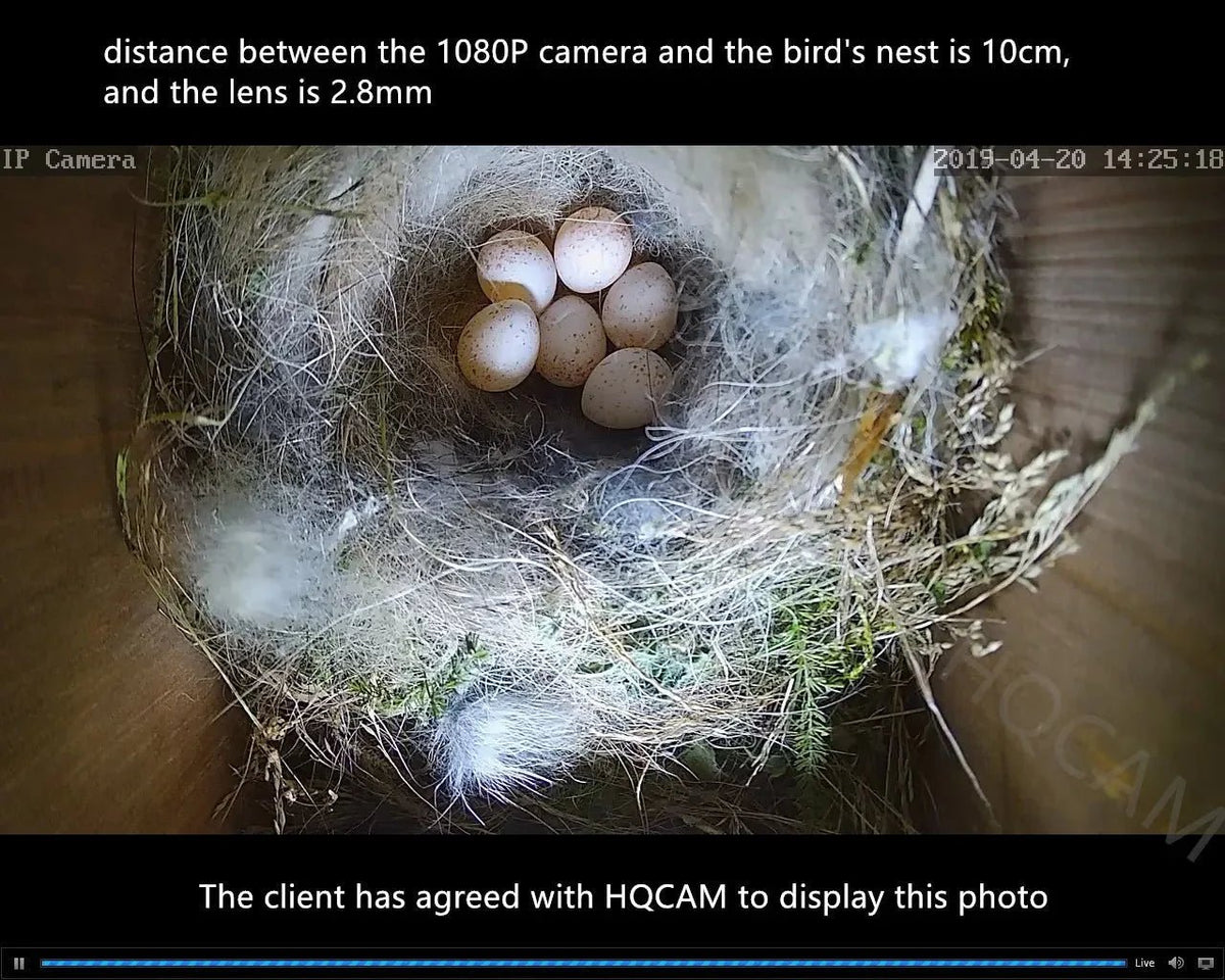 Smarter Bird Box Camera for Birdwatchers - Enovarah